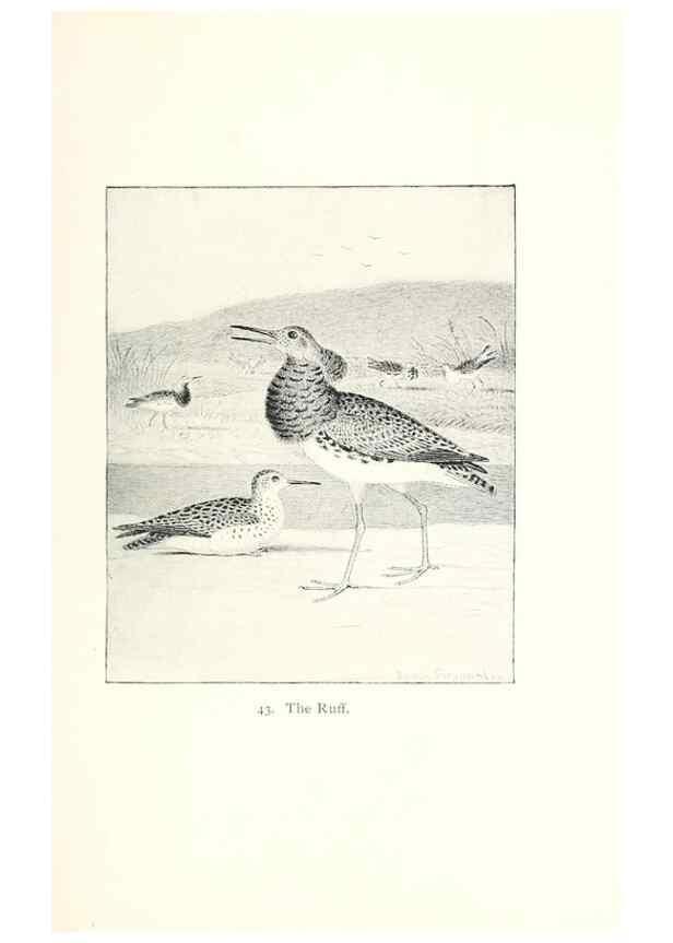 Reproducción/Reproduction 41350464491: North American shore birds;. New York :F.P. Harper,1895.. 