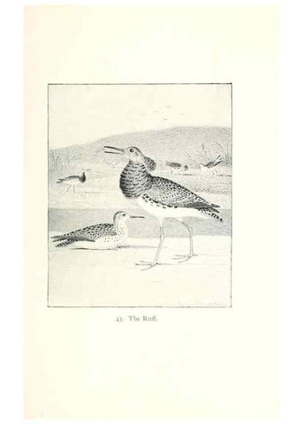 Reproducción/Reproduction 41350464491: North American shore birds;. New York :F.P. Harper,1895.. 