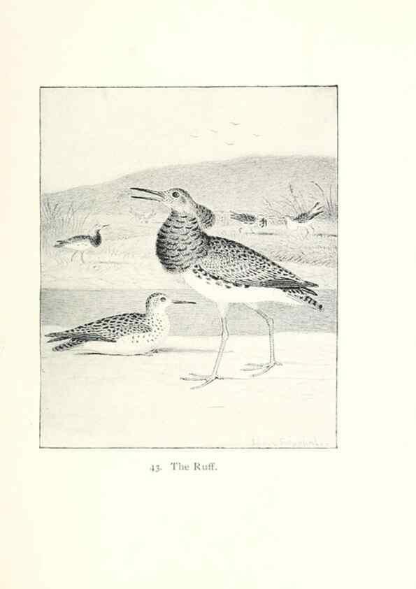 Reproducción/Reproduction 41350464491: North American shore birds;. New York :F.P. Harper,1895.. 