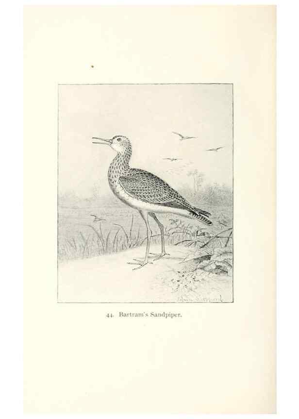Reproducción/Reproduction 39541854700: North American shore birds;. New York :F.P. Harper,1895.. 