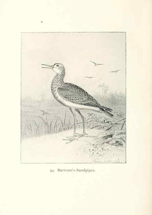 Reproducción/Reproduction 39541854700: North American shore birds;. New York :F.P. Harper,1895.. 