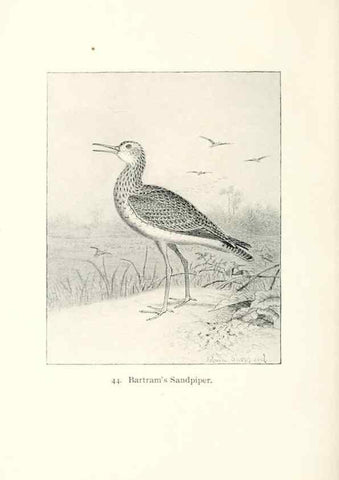 Reproducción/Reproduction 39541854700: North American shore birds;. New York :F.P. Harper,1895.. 