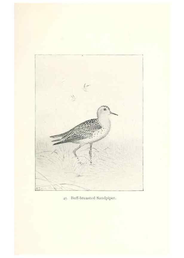 Reproducción/Reproduction 39541855710: North American shore birds;. New York :F.P. Harper,1895.. 