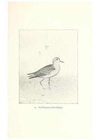 Reproducción/Reproduction 39541855710: North American shore birds;. New York :F.P. Harper,1895.. 