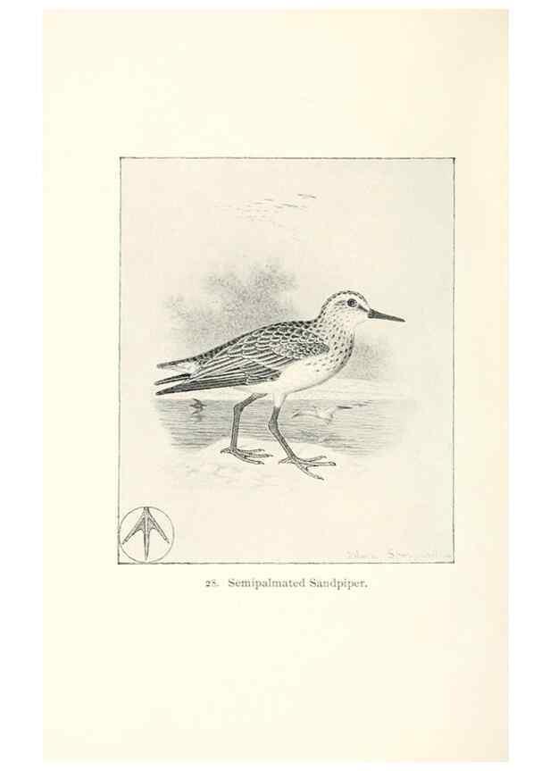 Reproducción/Reproduction 27479153308: North American shore birds;. New York :F.P. Harper,1895.. 