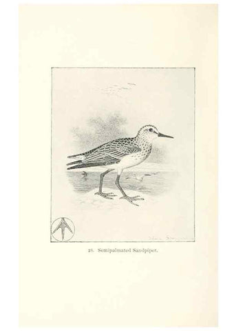 Reproducción/Reproduction 27479153308: North American shore birds;. New York :F.P. Harper,1895.. 