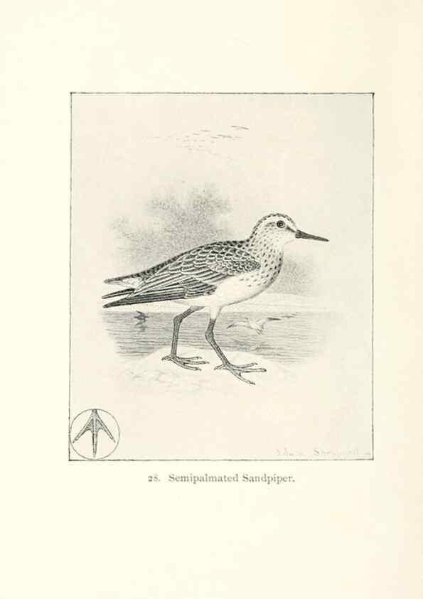 Reproducción/Reproduction 27479153308: North American shore birds;. New York :F.P. Harper,1895.. 