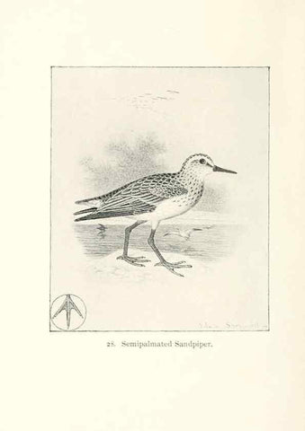 Reproducción/Reproduction 27479153308: North American shore birds;. New York :F.P. Harper,1895.. 