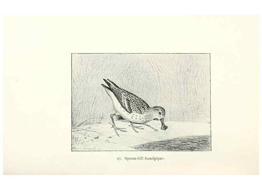 Reproducción/Reproduction 41307771382: North American shore birds;. New York :F.P. Harper,1895.. 