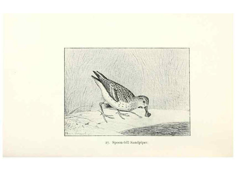 Reproducción/Reproduction 41307771382: North American shore birds;. New York :F.P. Harper,1895.. 