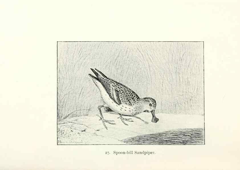 Reproducción/Reproduction 41307771382: North American shore birds;. New York :F.P. Harper,1895.. 