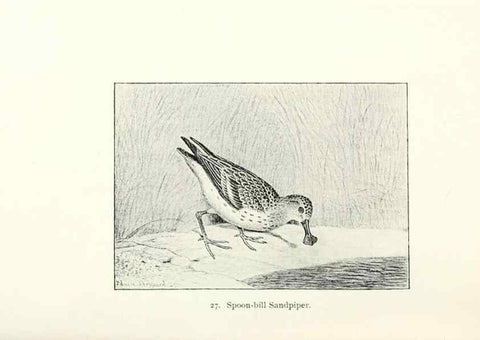 Reproducción/Reproduction 41307771382: North American shore birds;. New York :F.P. Harper,1895.. 