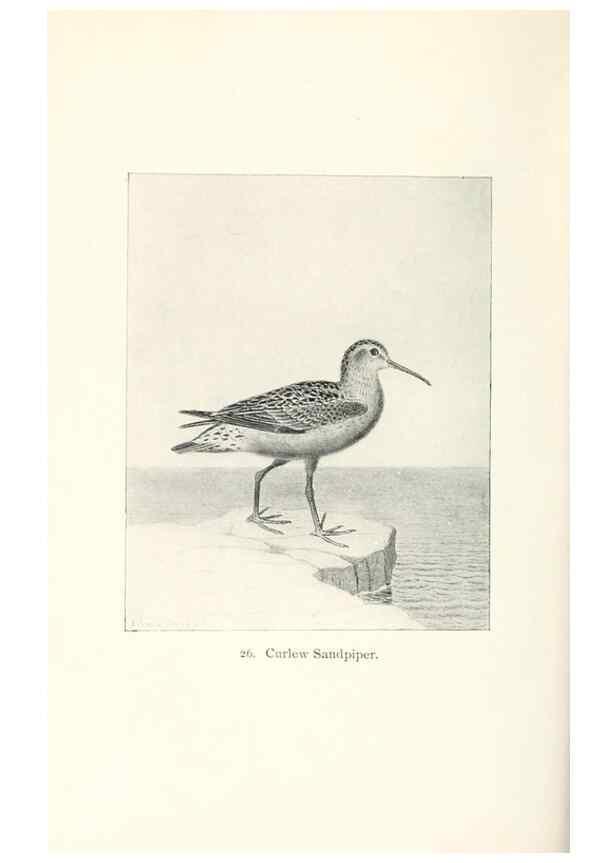 Reproducción/Reproduction 40637001144: North American shore birds;. New York :F.P. Harper,1895.. 