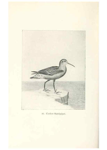 Reproducción/Reproduction 40637001144: North American shore birds;. New York :F.P. Harper,1895.. 