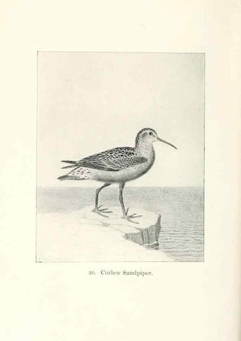 Reproducción/Reproduction 40637001144: North American shore birds;. New York :F.P. Harper,1895.. 