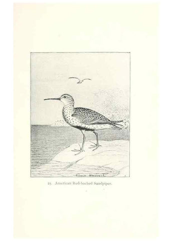 Reproducción/Reproduction 41307767532: North American shore birds;. New York :F.P. Harper,1895.. 