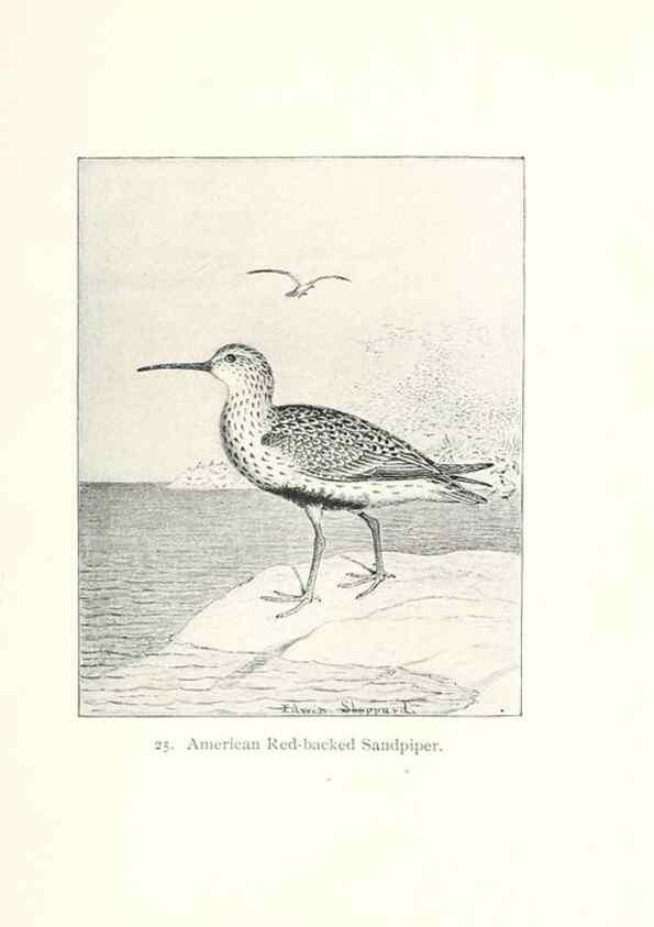 Reproducción/Reproduction 41307767532: North American shore birds;. New York :F.P. Harper,1895.. 
