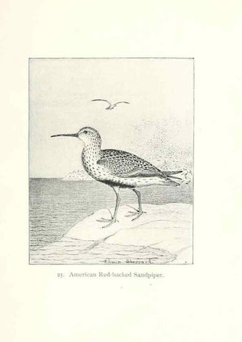 Reproducción/Reproduction 41307767532: North American shore birds;. New York :F.P. Harper,1895.. 