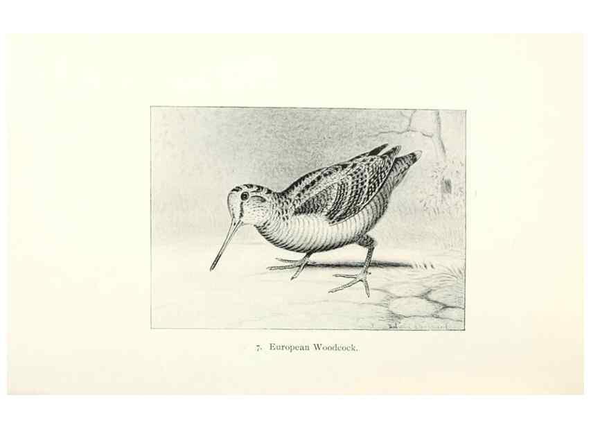 Reproducción/Reproduction 26479465137: North American shore birds;. New York :F.P. Harper,1895.. 