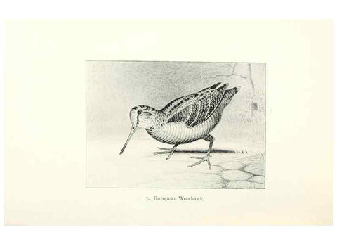 Reproducción/Reproduction 26479465137: North American shore birds;. New York :F.P. Harper,1895.. 