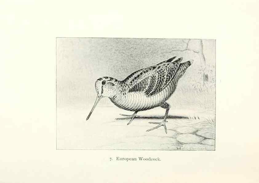 Reproducción/Reproduction 26479465137: North American shore birds;. New York :F.P. Harper,1895.. 