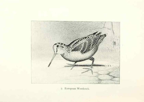 Reproducción/Reproduction 26479465137: North American shore birds;. New York :F.P. Harper,1895.. 