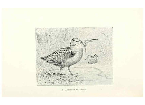 Reproducción/Reproduction 41307739032: North American shore birds;. New York :F.P. Harper,1895.. 