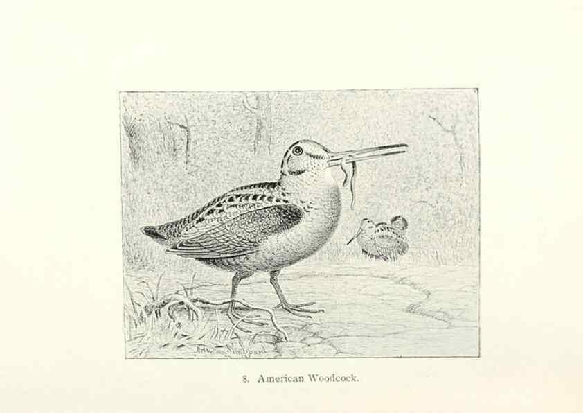 Reproducción/Reproduction 41307739032: North American shore birds;. New York :F.P. Harper,1895.. 