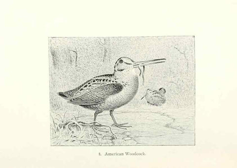 Reproducción/Reproduction 41307739032: North American shore birds;. New York :F.P. Harper,1895.. 