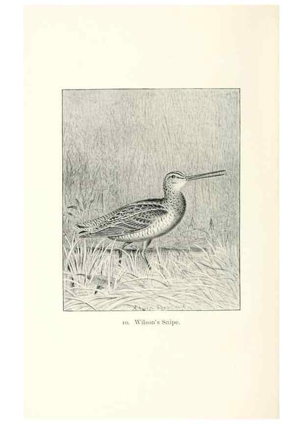 Reproducción/Reproduction 26479473737: North American shore birds;. New York :F.P. Harper,1895.. 