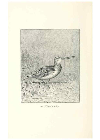 Reproducción/Reproduction 26479473737: North American shore birds;. New York :F.P. Harper,1895.. 