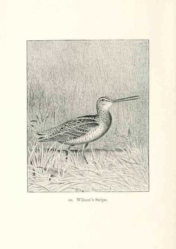 Reproducción/Reproduction 26479473737: North American shore birds;. New York :F.P. Harper,1895.. 