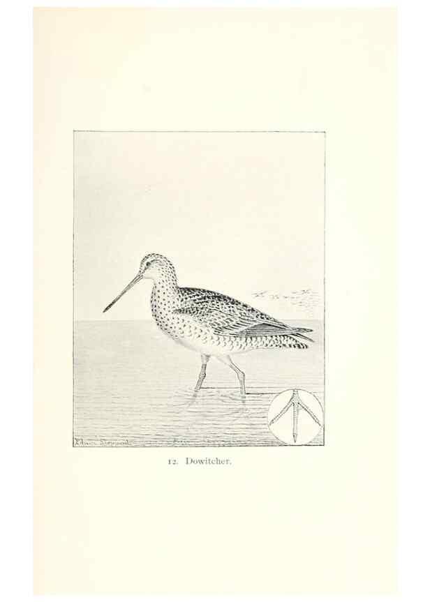 Reproducción/Reproduction 40636963574: North American shore birds;. New York :F.P. Harper,1895.. 