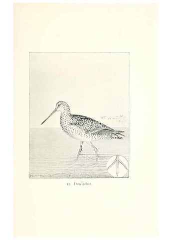 Reproducción/Reproduction 40636963574: North American shore birds;. New York :F.P. Harper,1895.. 