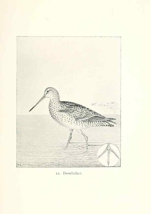 Reproducción/Reproduction 40636963574: North American shore birds;. New York :F.P. Harper,1895.. 