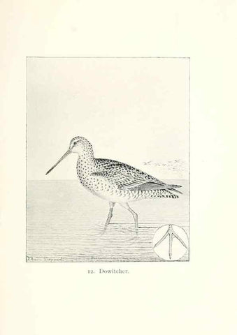 Reproducción/Reproduction 40636963574: North American shore birds;. New York :F.P. Harper,1895.. 