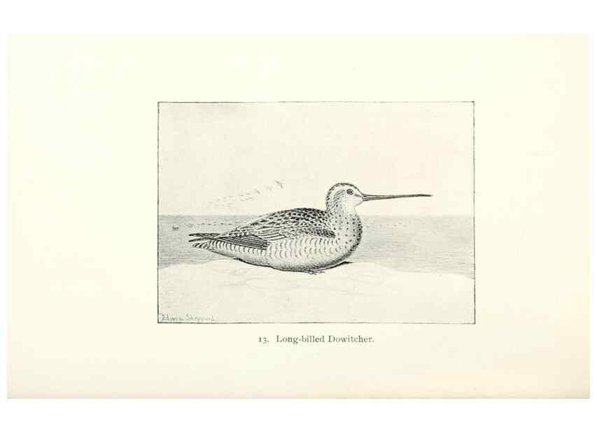 Reproducción/Reproduction 41307747532: North American shore birds;. New York :F.P. Harper,1895.. 