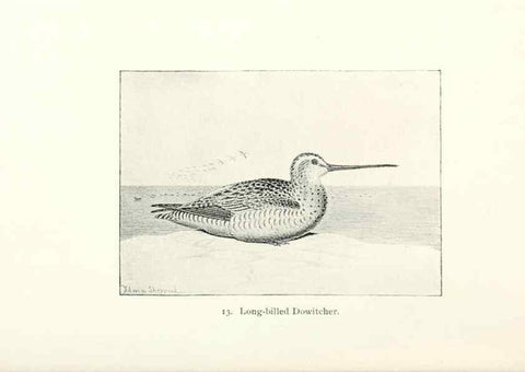 Reproducción/Reproduction 41307747532: North American shore birds;. New York :F.P. Harper,1895.. 