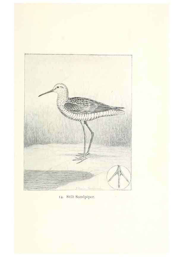Reproducción/Reproduction 40636968674: North American shore birds;. New York :F.P. Harper,1895.. 