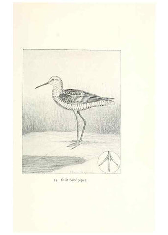 Reproducción/Reproduction 40636968674: North American shore birds;. New York :F.P. Harper,1895.. 