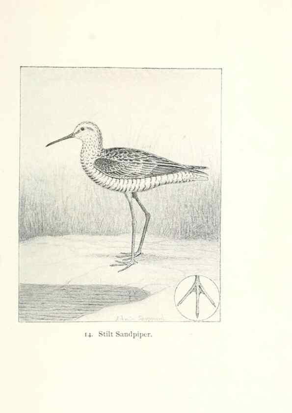 Reproducción/Reproduction 40636968674: North American shore birds;. New York :F.P. Harper,1895.. 