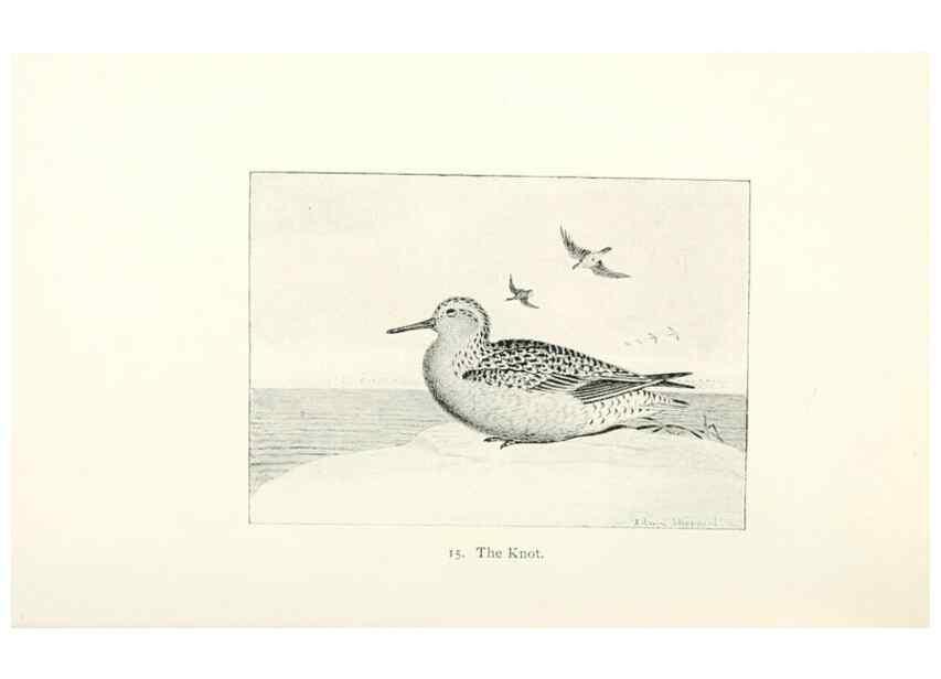 Reproducción/Reproduction 27479132708: North American shore birds;. New York :F.P. Harper,1895.. 