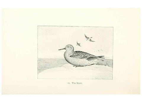 Reproducción/Reproduction 27479132708: North American shore birds;. New York :F.P. Harper,1895.. 