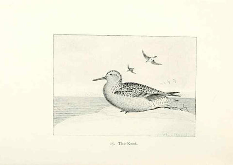 Reproducción/Reproduction 27479132708: North American shore birds;. New York :F.P. Harper,1895.. 
