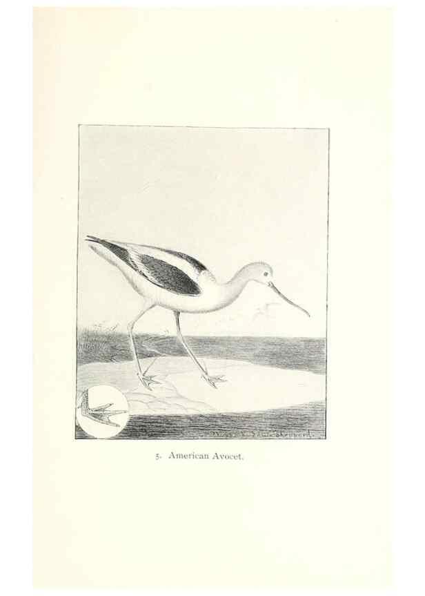 Reproducción/Reproduction 41307732332: North American shore birds;. New York :F.P. Harper,1895.. 