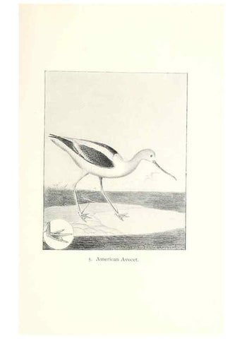 Reproducción/Reproduction 41307732332: North American shore birds;. New York :F.P. Harper,1895.. 