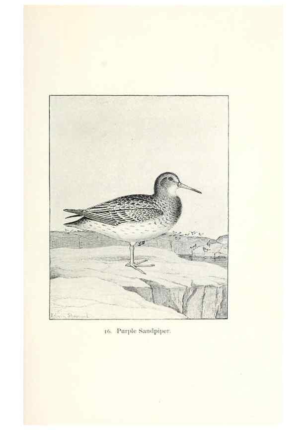 Reproducción/Reproduction 27479134868: North American shore birds;. New York :F.P. Harper,1895.. 
