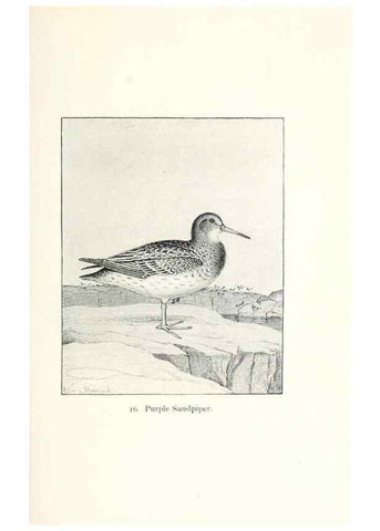 Reproducción/Reproduction 27479134868: North American shore birds;. New York :F.P. Harper,1895.. 