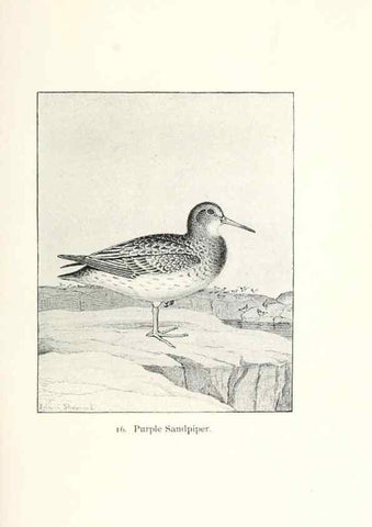 Reproducción/Reproduction 27479134868: North American shore birds;. New York :F.P. Harper,1895.. 
