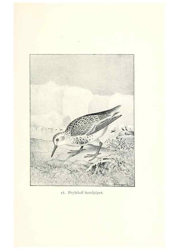 Reproducción/Reproduction 26479491857: North American shore birds;. New York :F.P. Harper,1895.. 